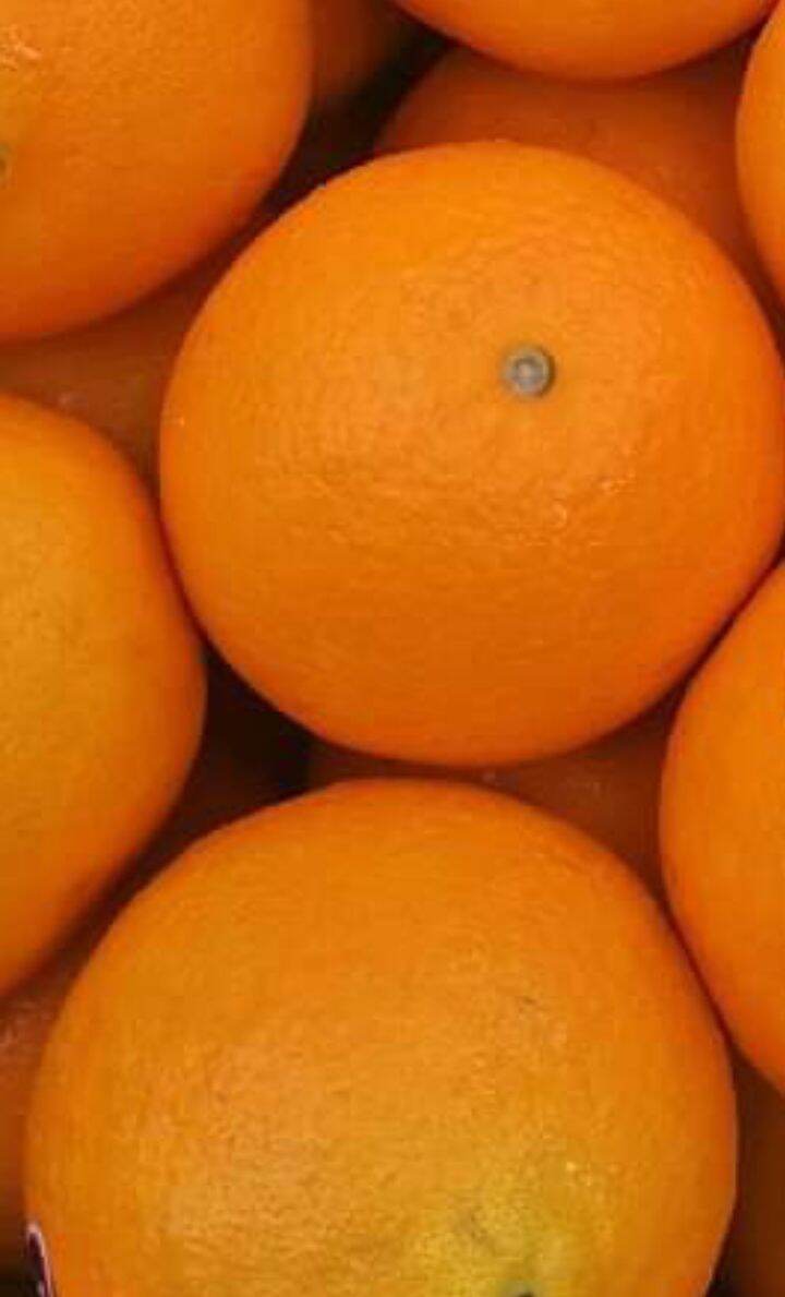 ORANGES (3 PIECES) BY MELANIA'S Melania's Fruits, Vegetables, Cured