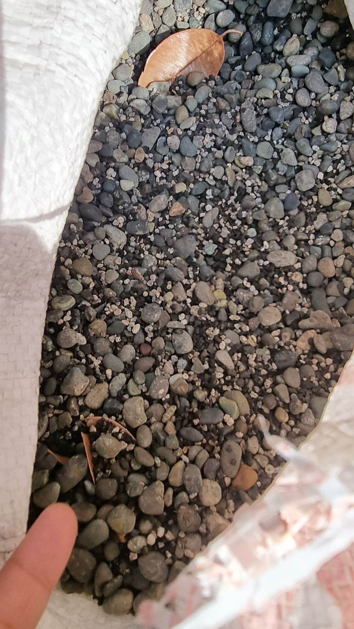 MIX PEBBLES Small matang hito with medium pebbles pumice wet dry 1kg