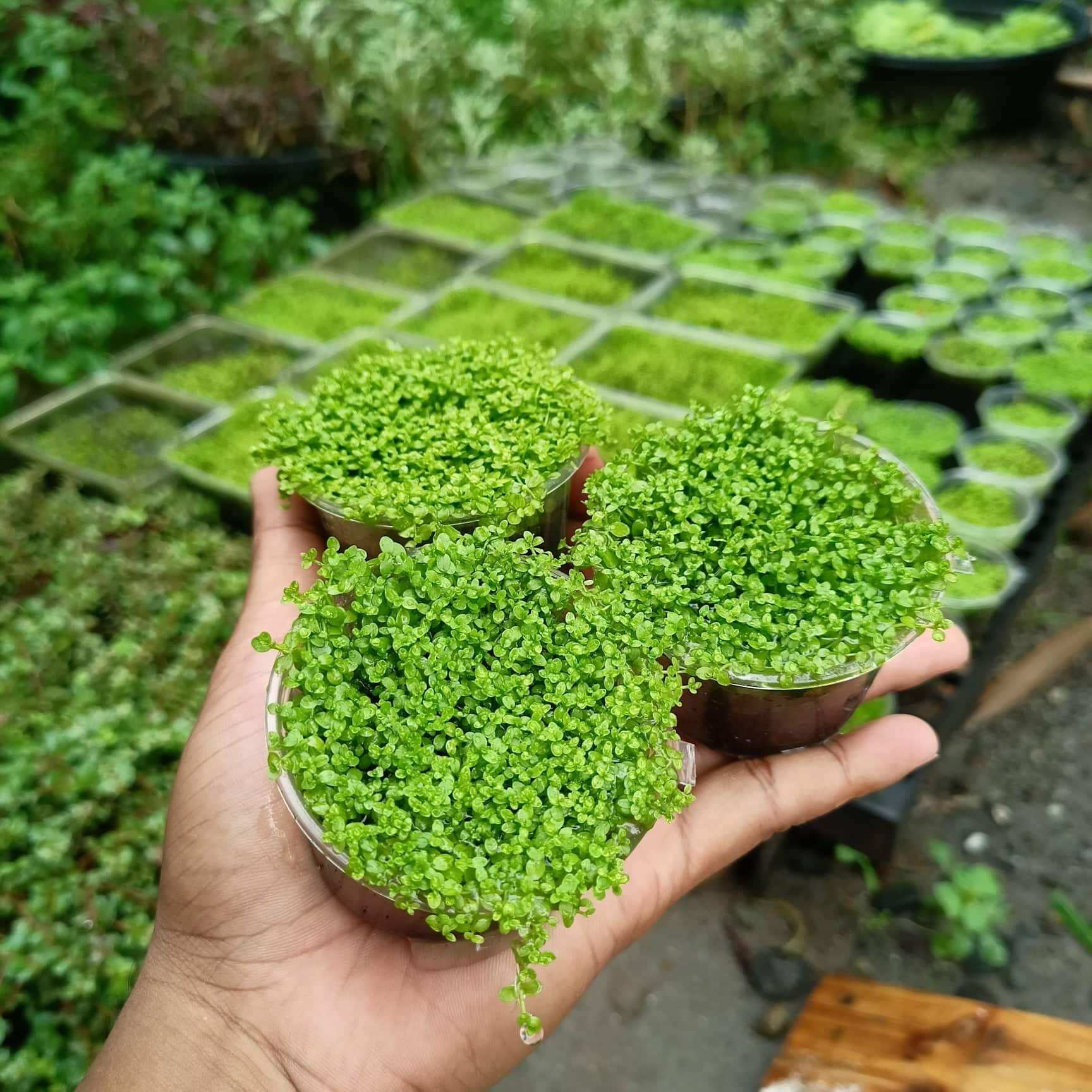 Monte Carlo Carpet Aquatic Plant for Aquarium