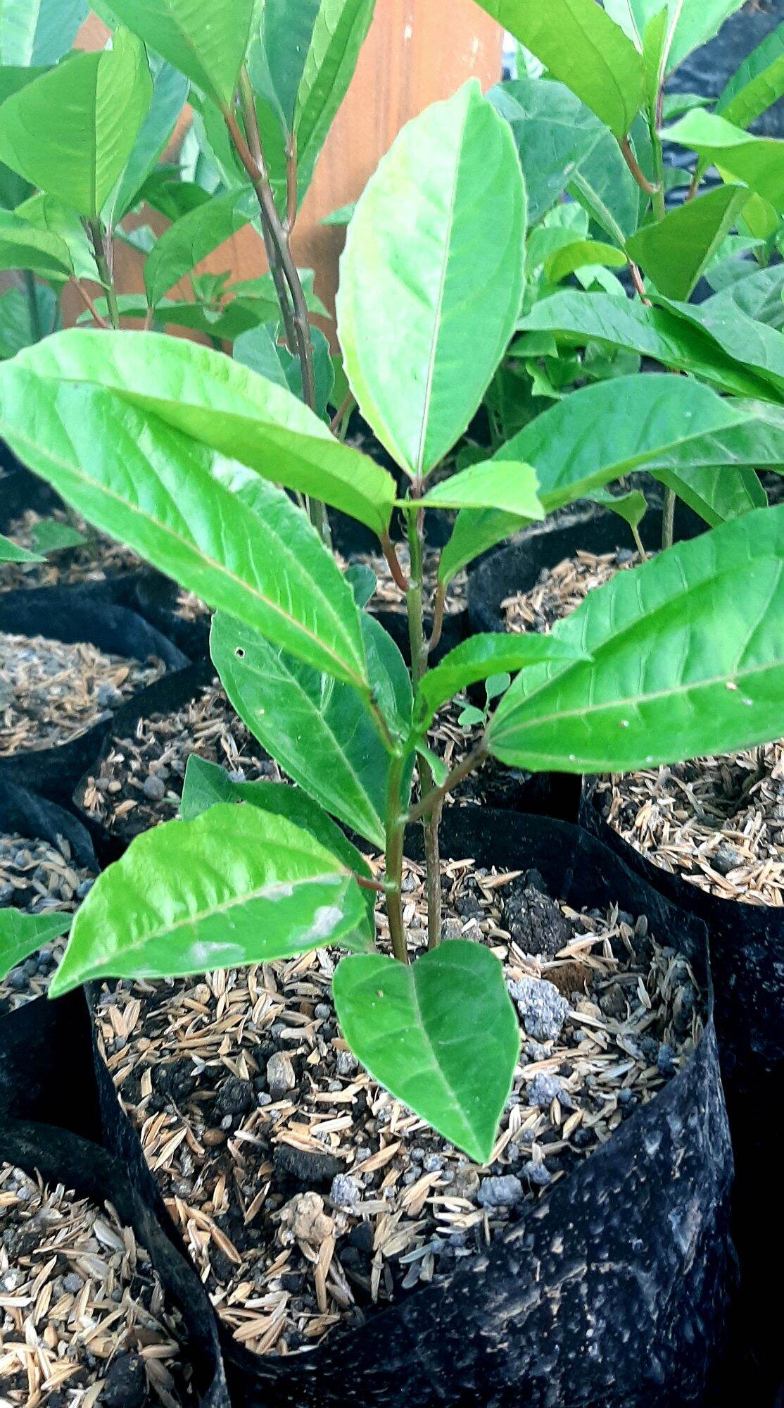 Yellow Passion Fruit Seedlings Lazada PH