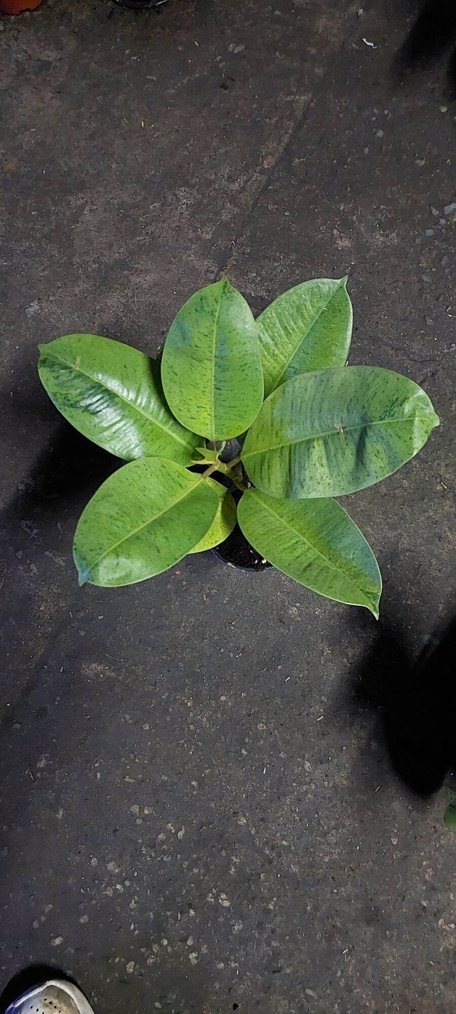 Shivereana Moonlight with Free Philodendron. 