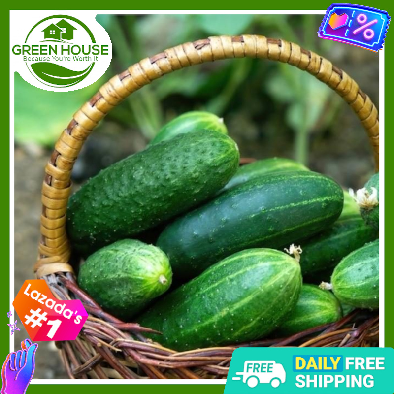 Cucumber Poinsett Seeds + Fertilizer & Plant Instruction by Green House