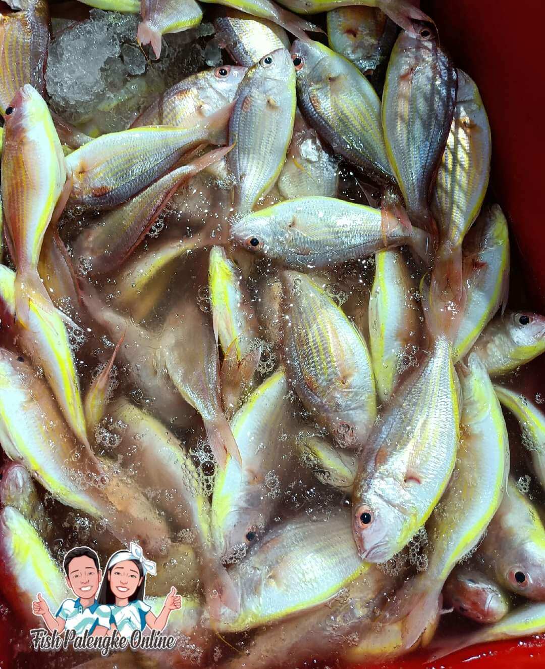 bisugo-fish-bisugo-1kg-lazada-ph