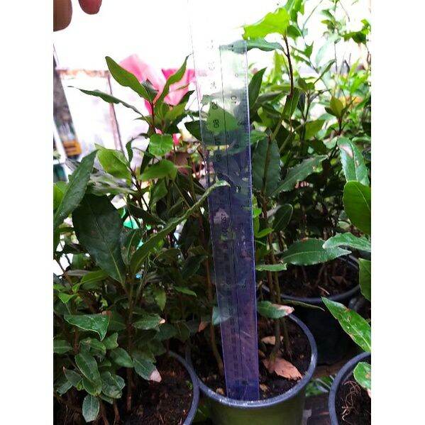 Laurel BayLeaf seedlings from Italy Lazada PH