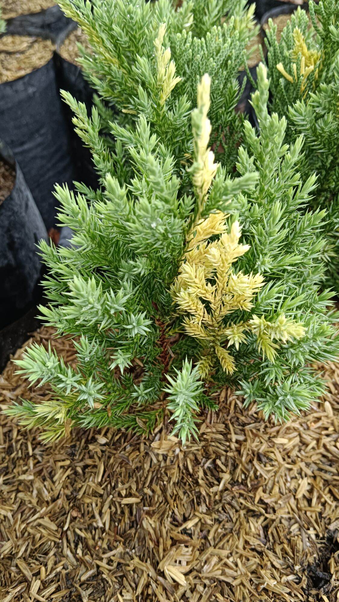 Variegated Cypress Pine Pine Lazada PH