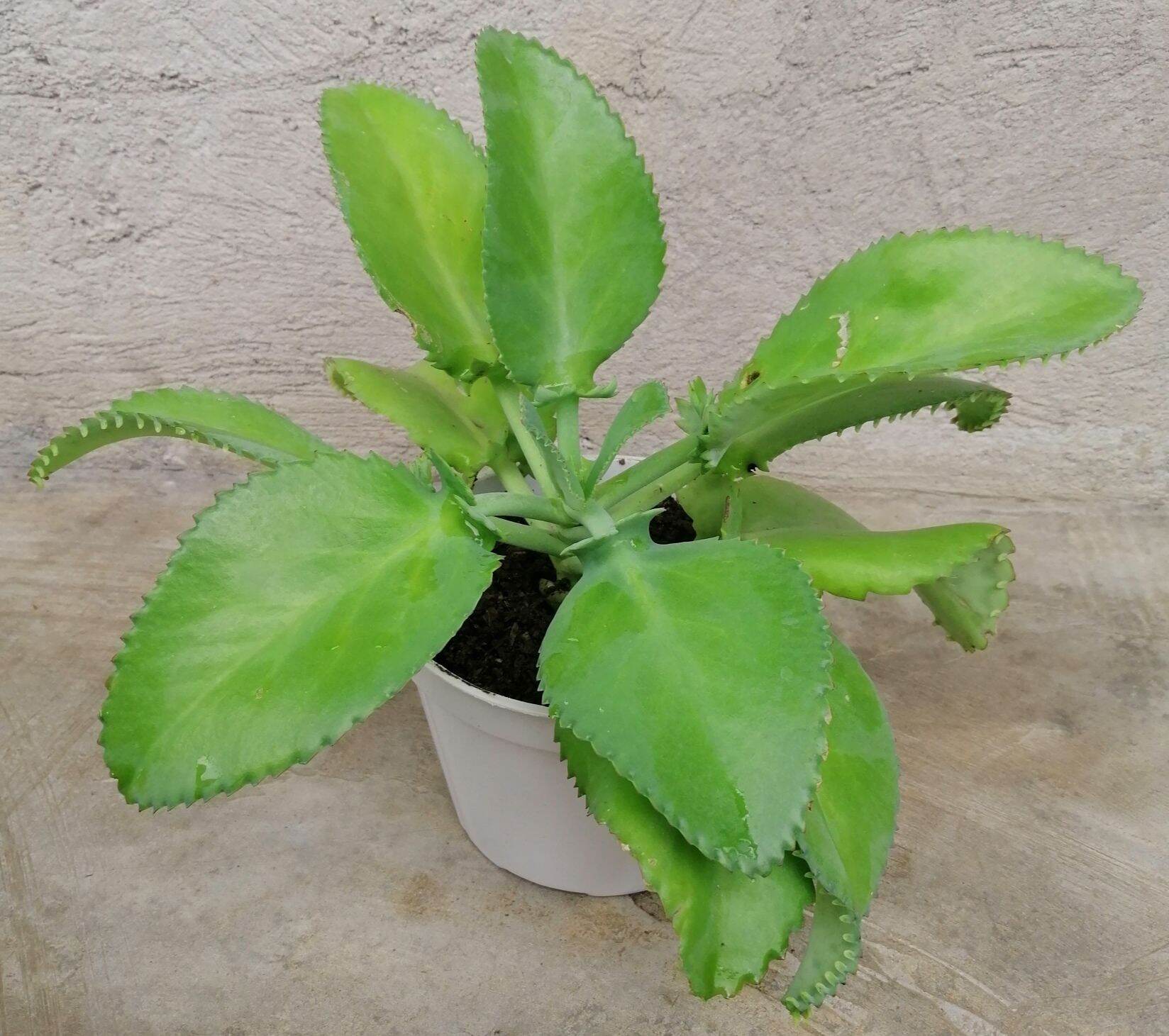 Katakataka, rooted, free soil/pot, life plant, mother of millions