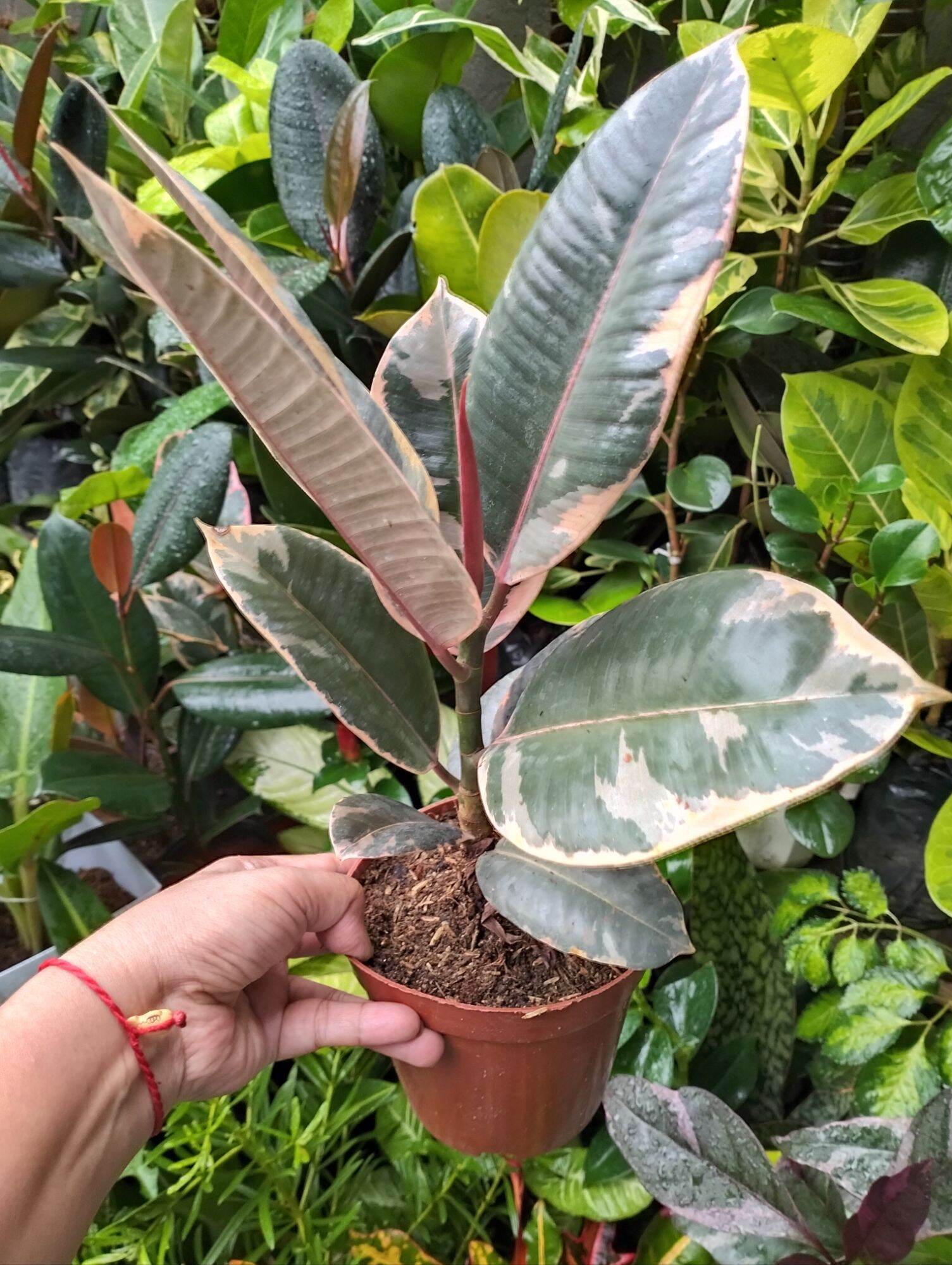 Ruby Teneki Rubber Tree Bigger Size ❗SALE❗