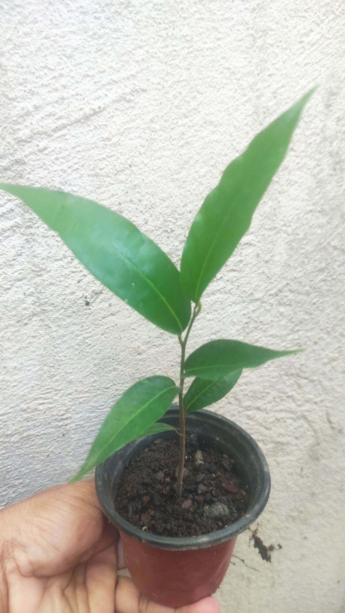 Indian Tree Seedling Lazada Ph