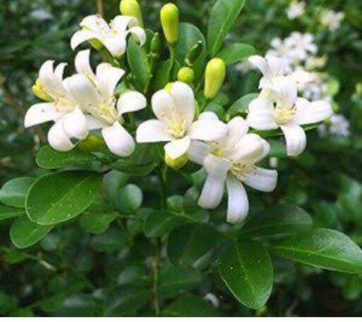 Dwarf kamuning/Murraya paniculata | Lazada PH