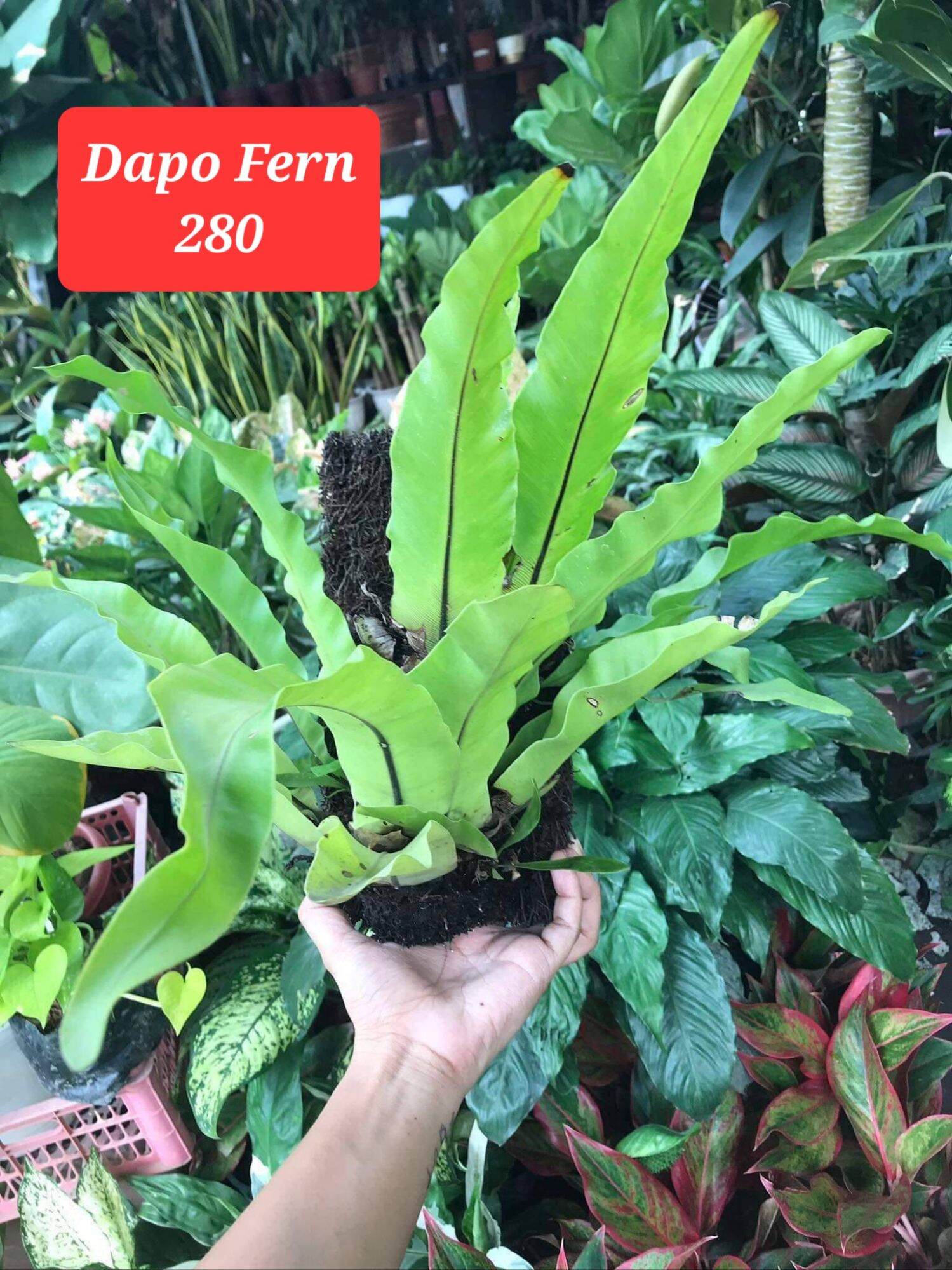 Live Plant Dapo Fern Birds Nest Pakpak lawin Plant Herbal Plant Indoor ...