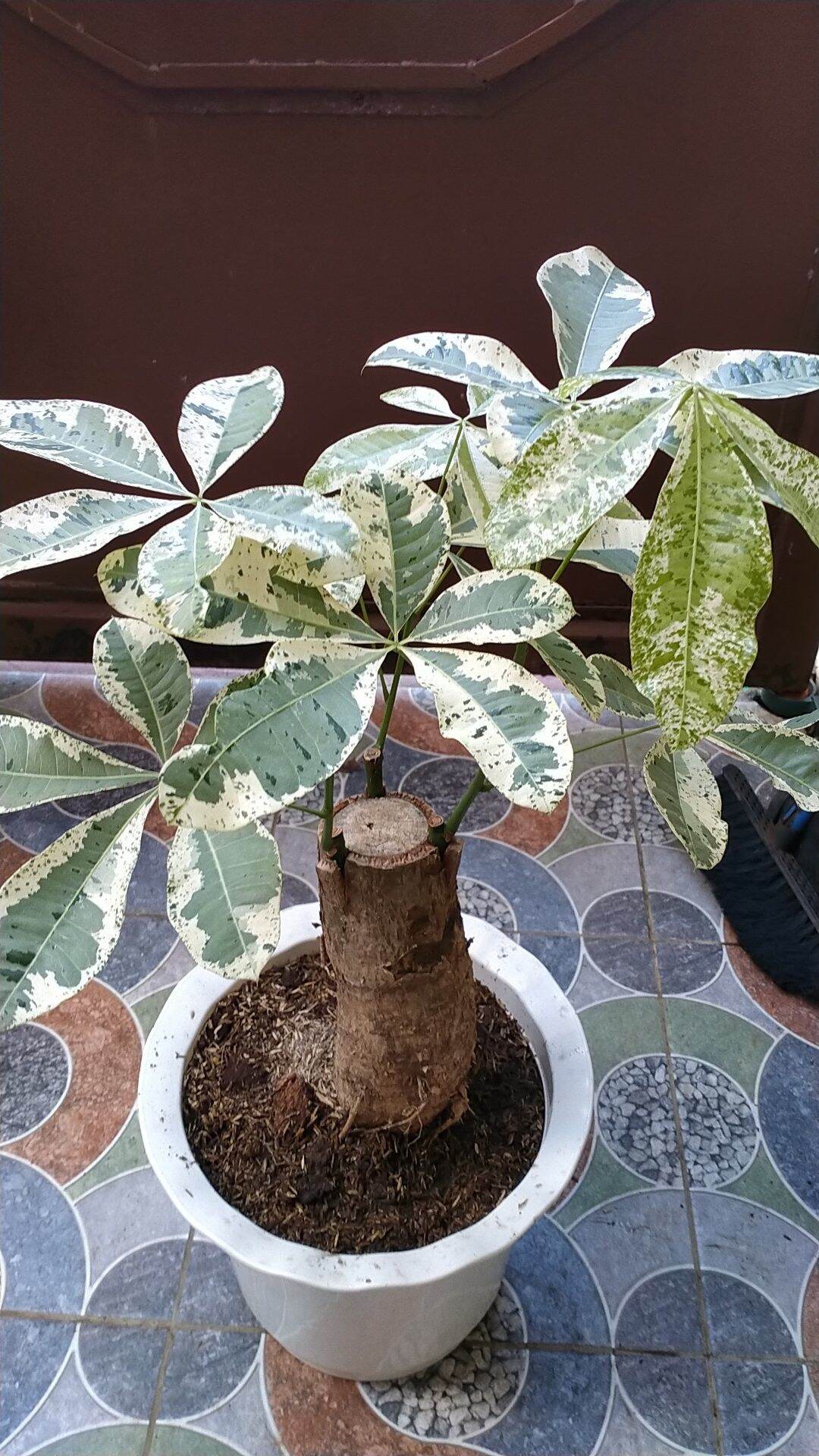 Variegated Money Tree Lazada PH