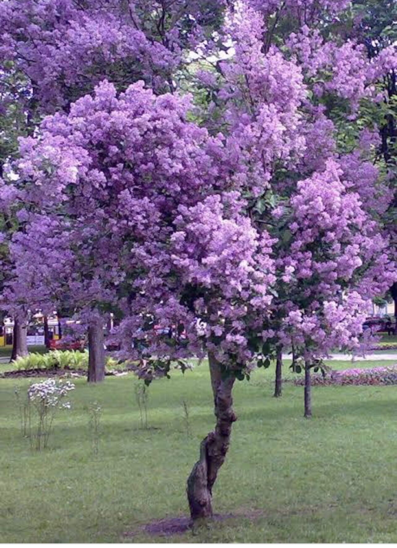 Lilac Purple Tree Tropical Flower Seeds High Germination