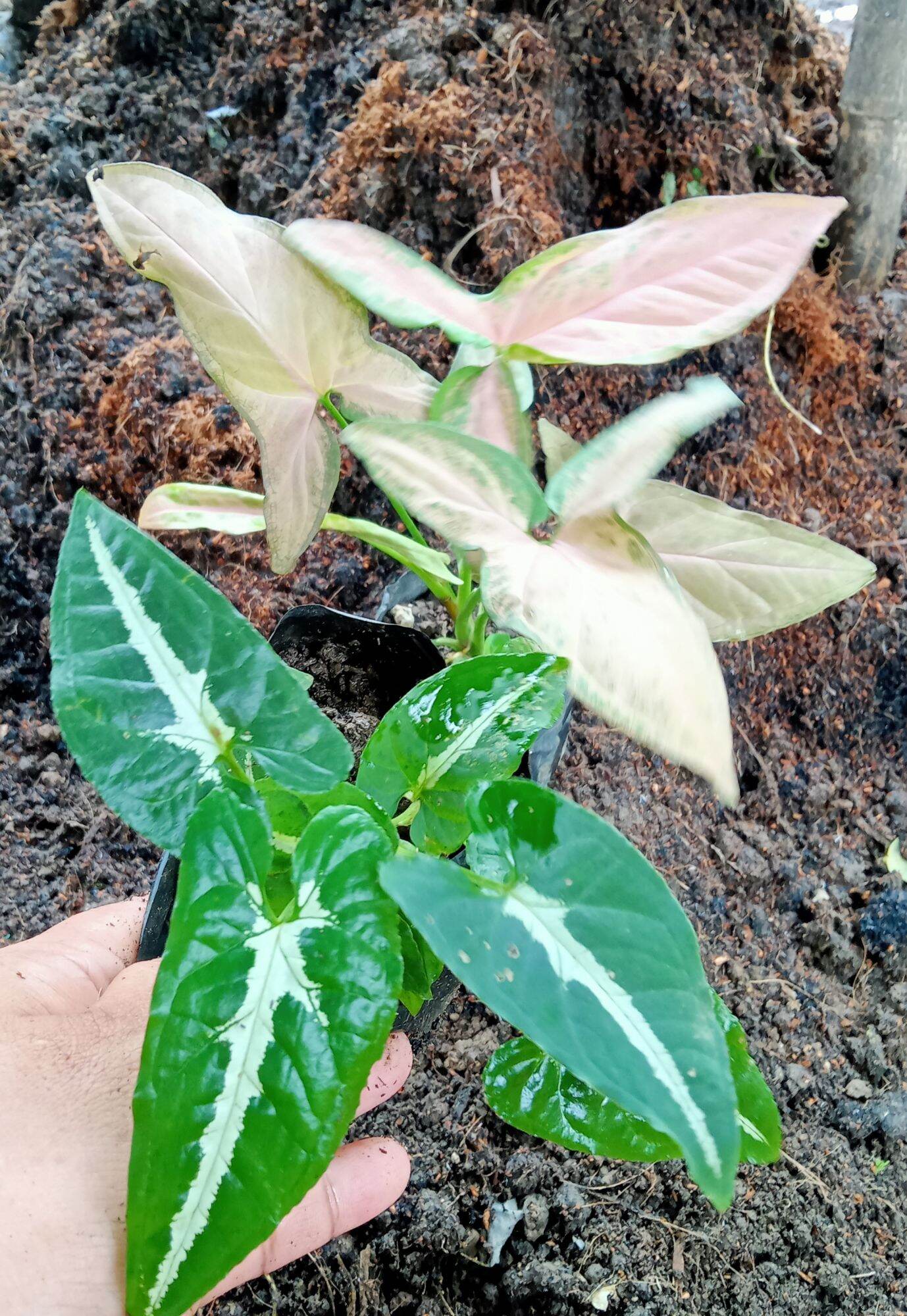 Arrowhead Cuttings/ Syngonium Wendlandii +Syngonium Pink | Lazada PH