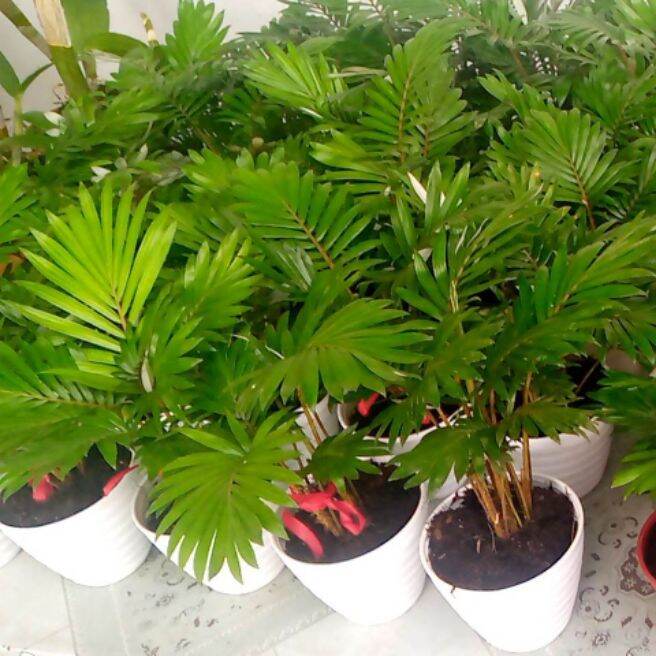 Dwarf Palmera. 
