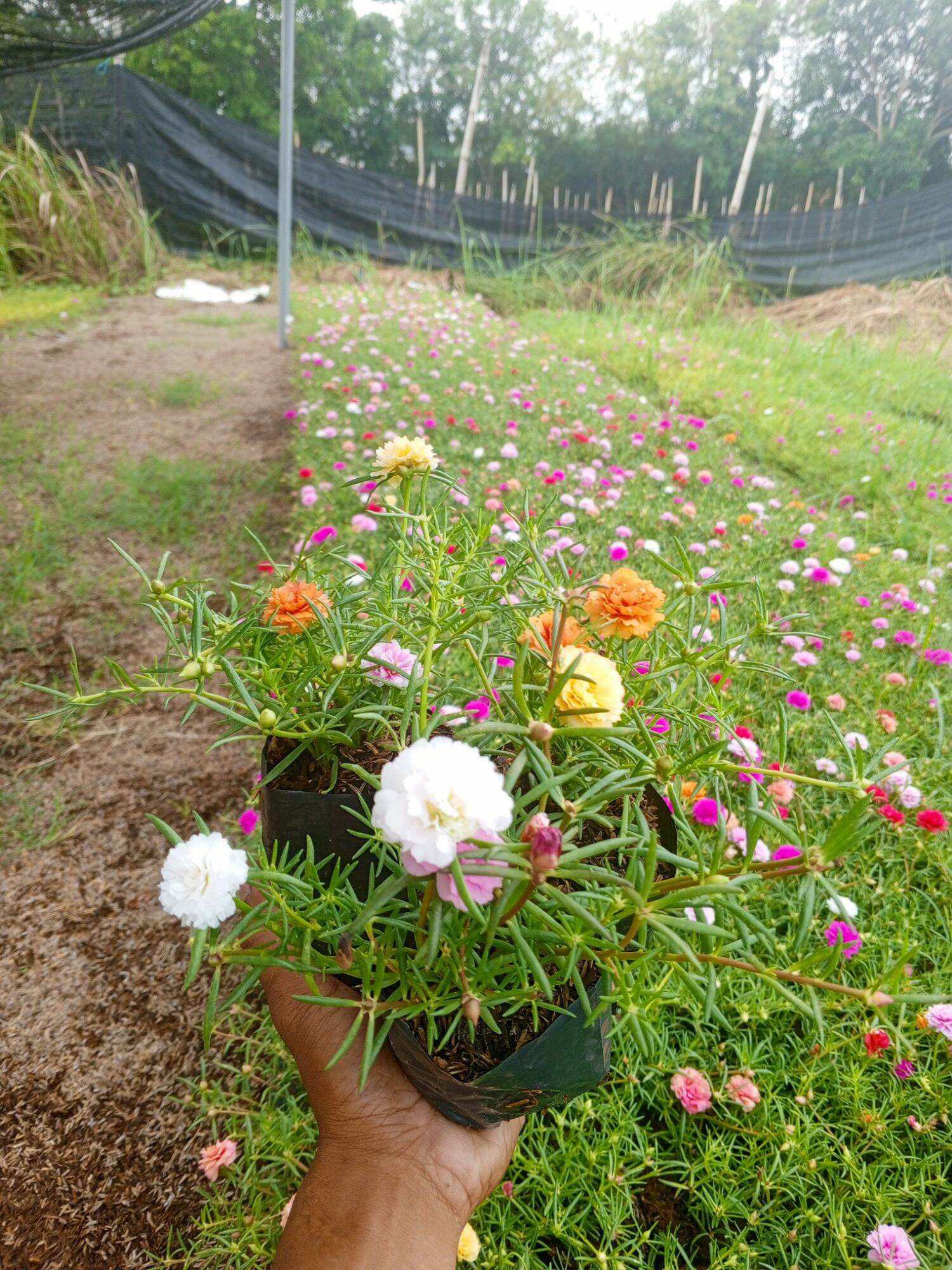 Vietnam Rose Portulaca: Colorful Outdoor Plant for Direct Sunlight