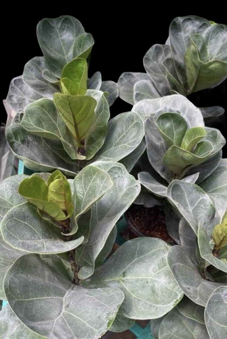Fiddle Leaf Bambino review and price