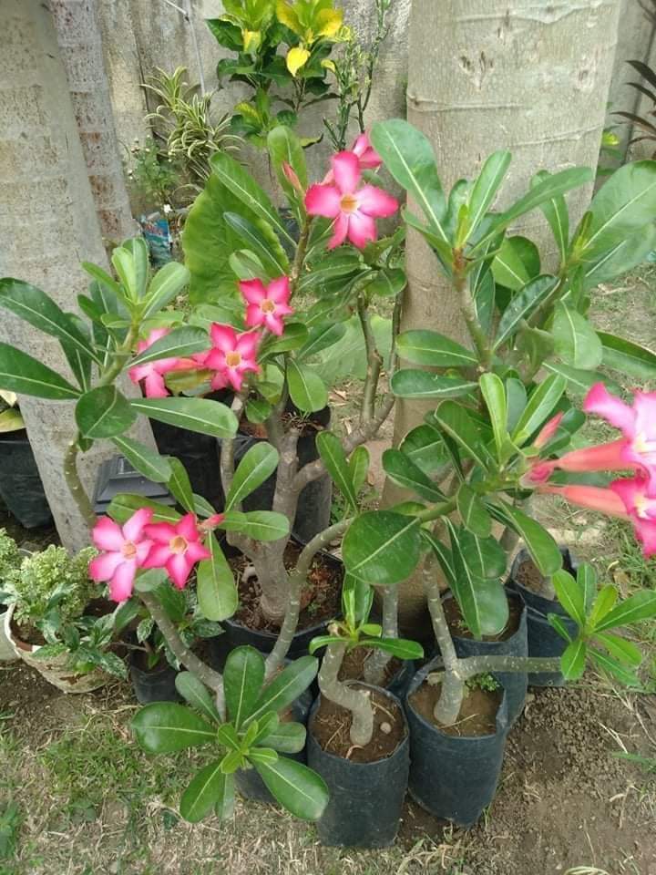 Adenium Pink Dwarf: Rare Hanging Flowering Plant for Indoors/Outdoors