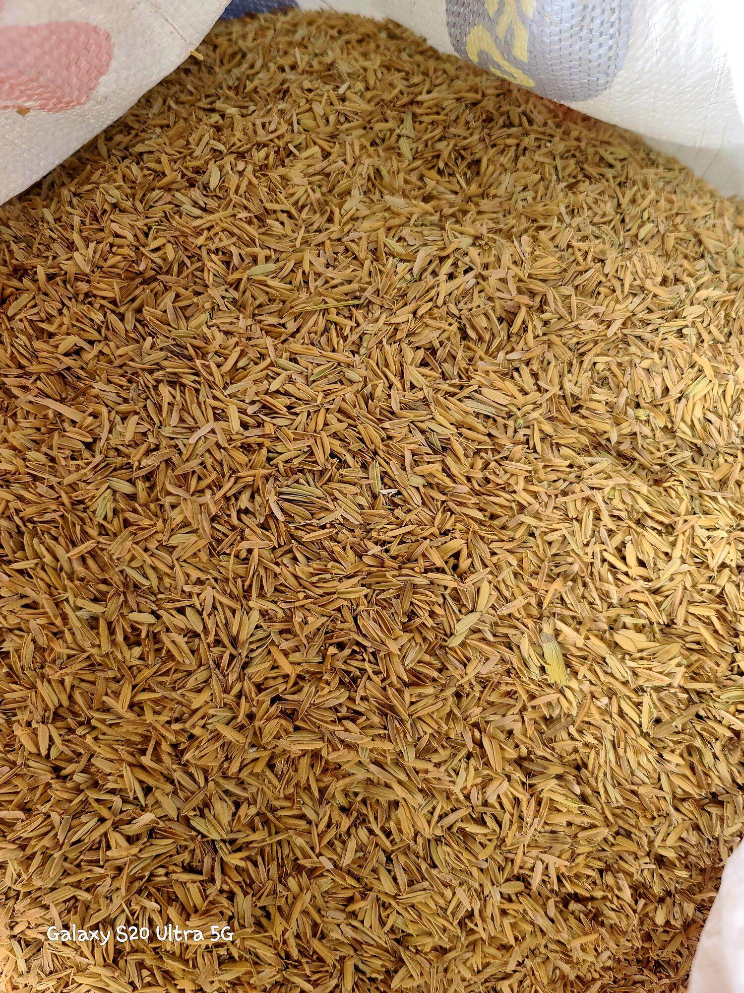 Fresh Rice Hull (Ipa ng Palay). 