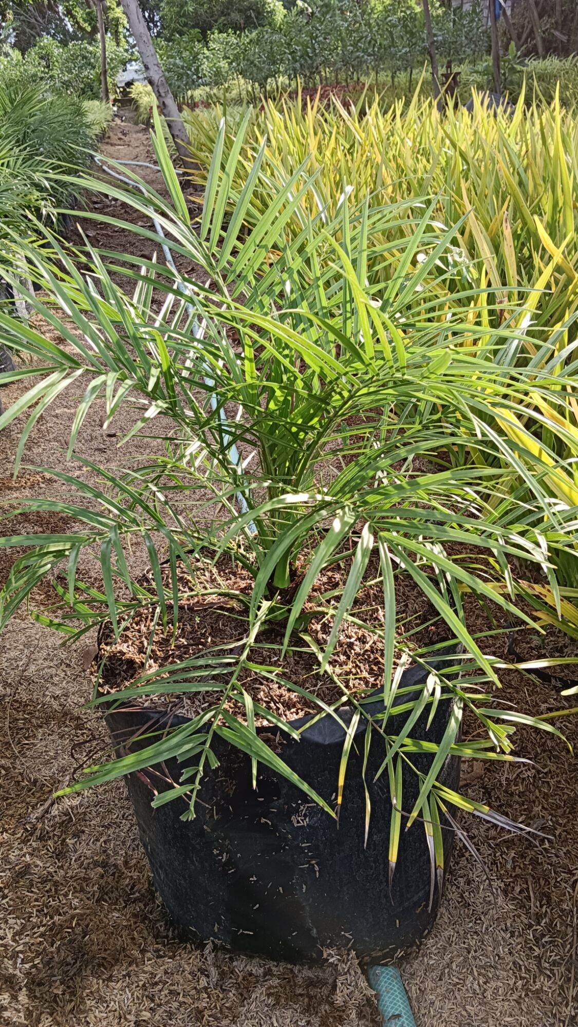 Phoenix Palm. 