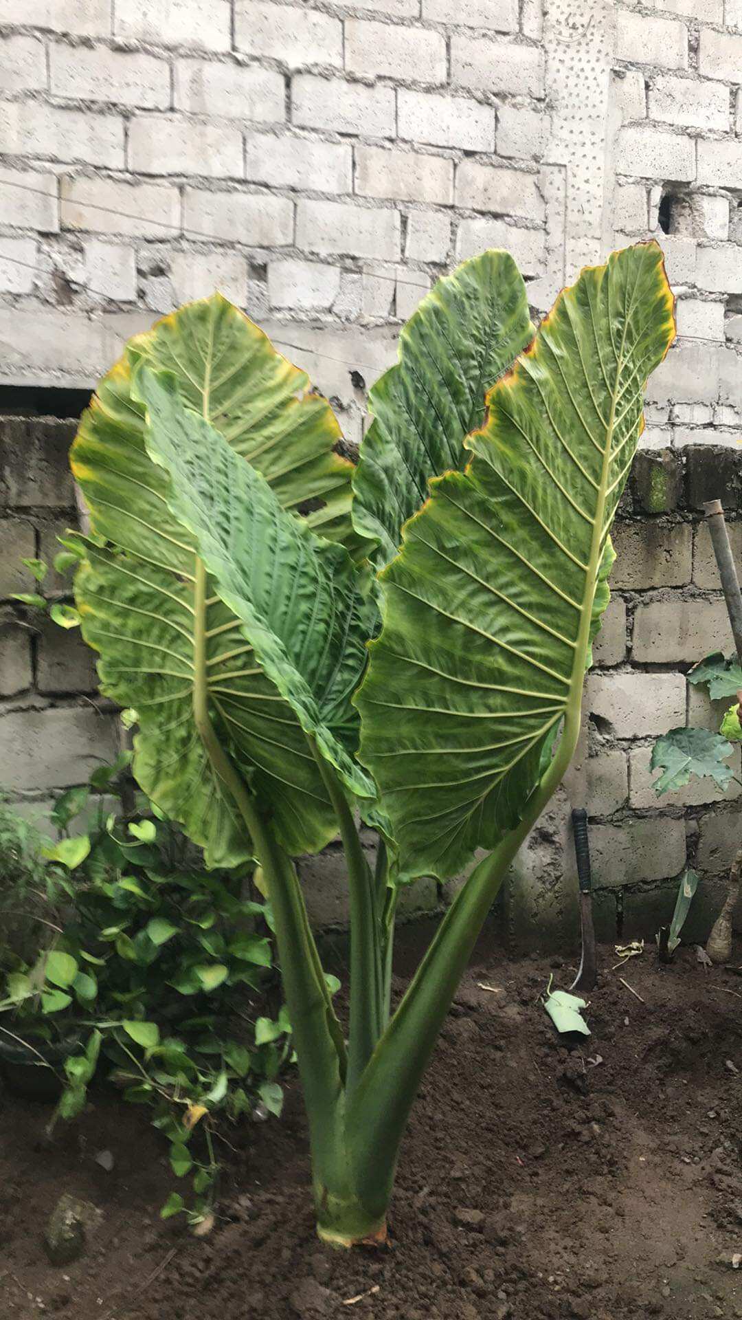 badjang plants for sale, or big elephant ear plants, 7 ft long, ready