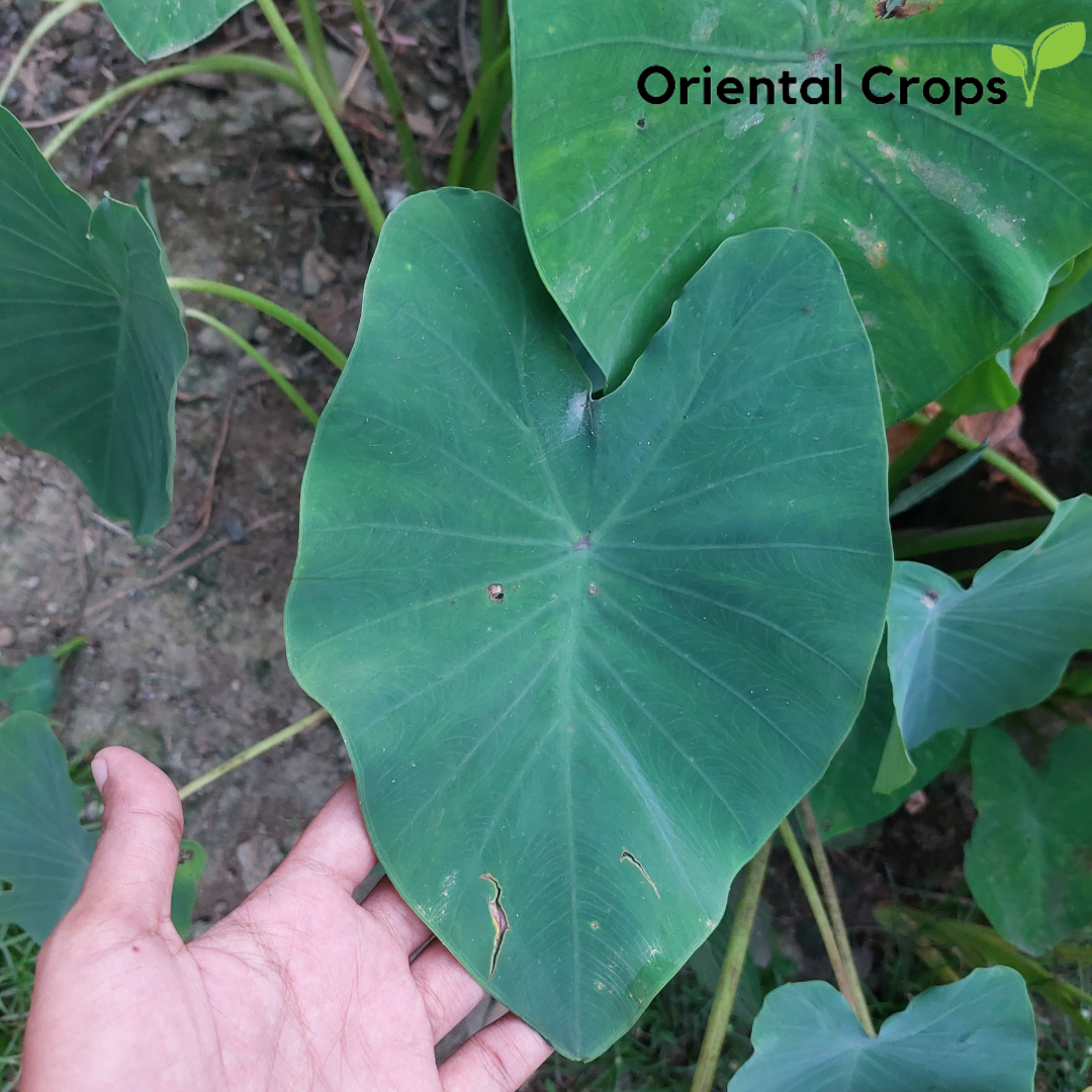 Dahon Ng Gabi O Laman Pantanim Binhi Vegetable Plant Lazada Ph