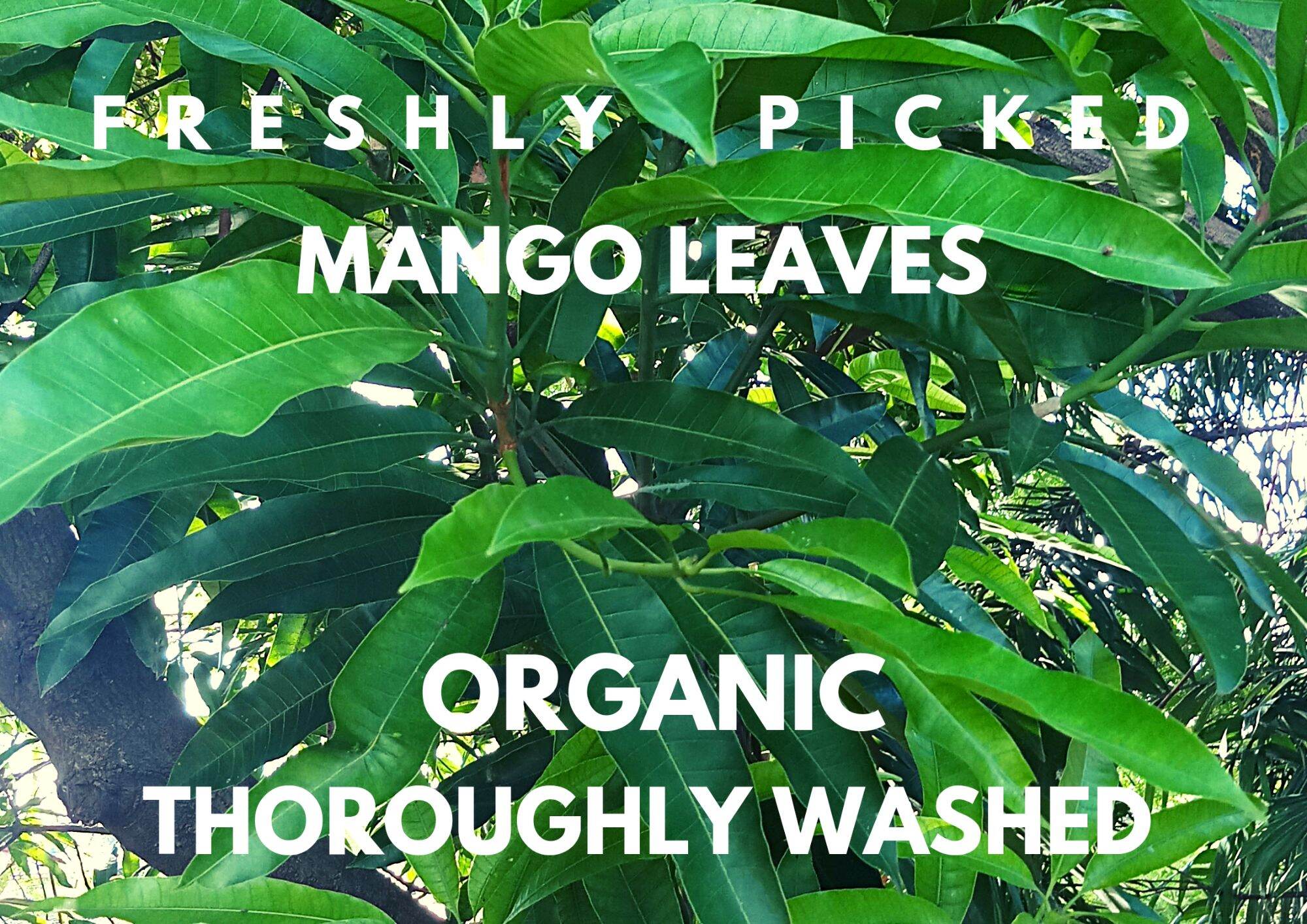 Freshly Picked Organic Mango Leaves Herbal Tea 100g Lazada Ph 1987