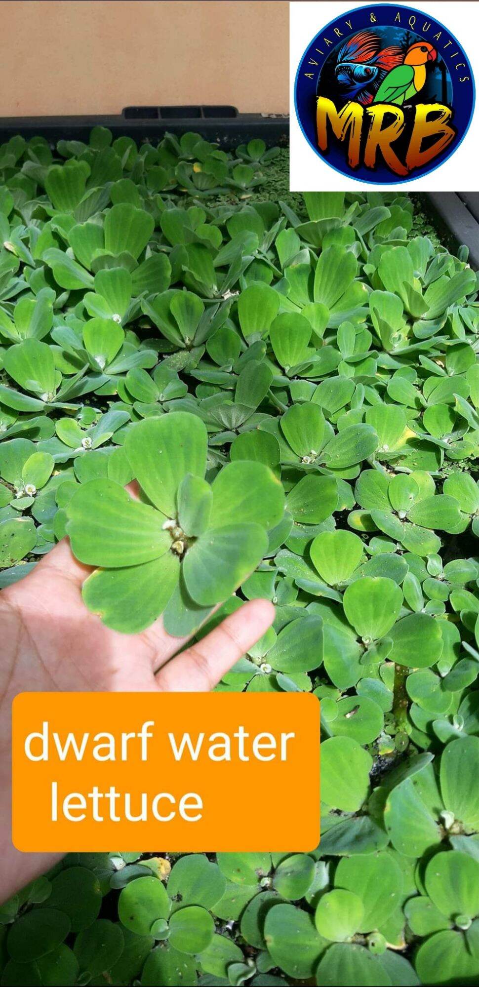 dwarf water lettuce Lazada PH