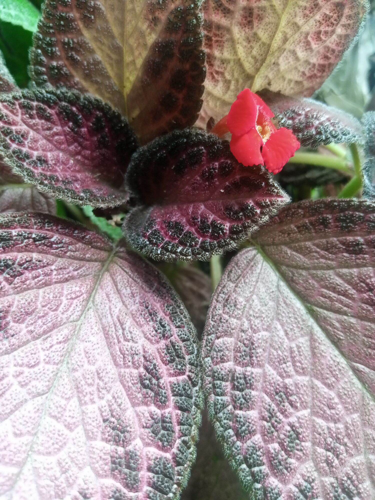 Epicia Hanging plant (Malayan Gem ) Lazada PH