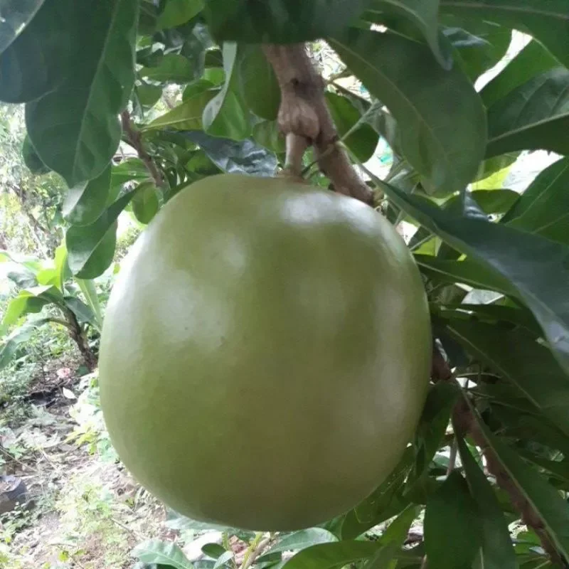 Miracle fruit/Calabash Lazada PH