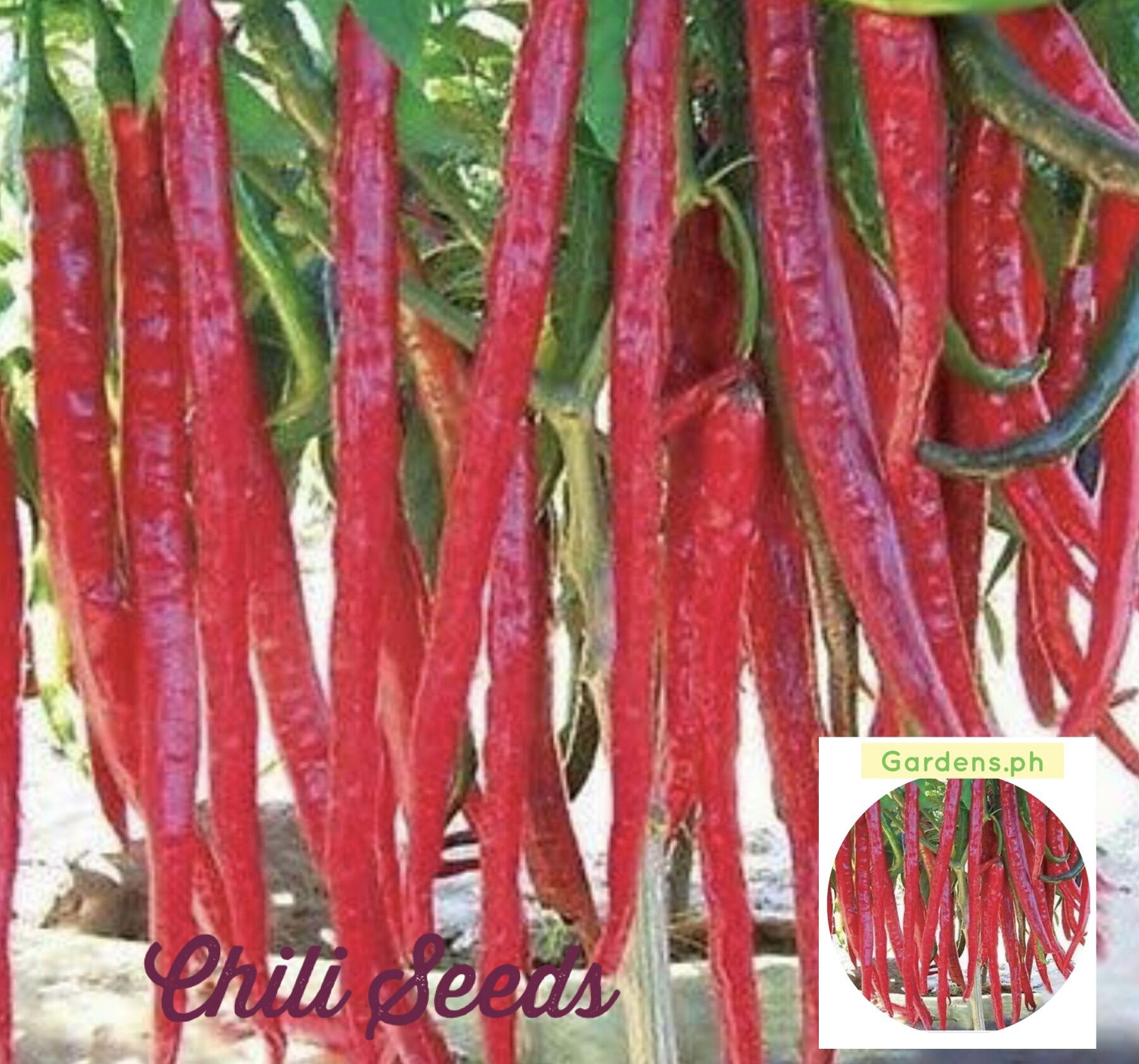 Red Spicy Chili Vegetable Seeds