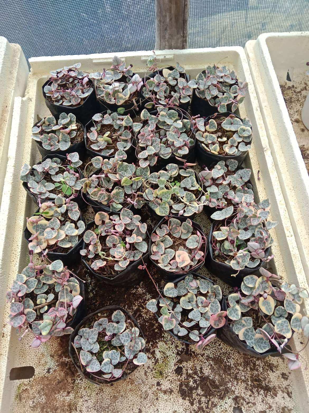 variegated string of hearts Lazada PH