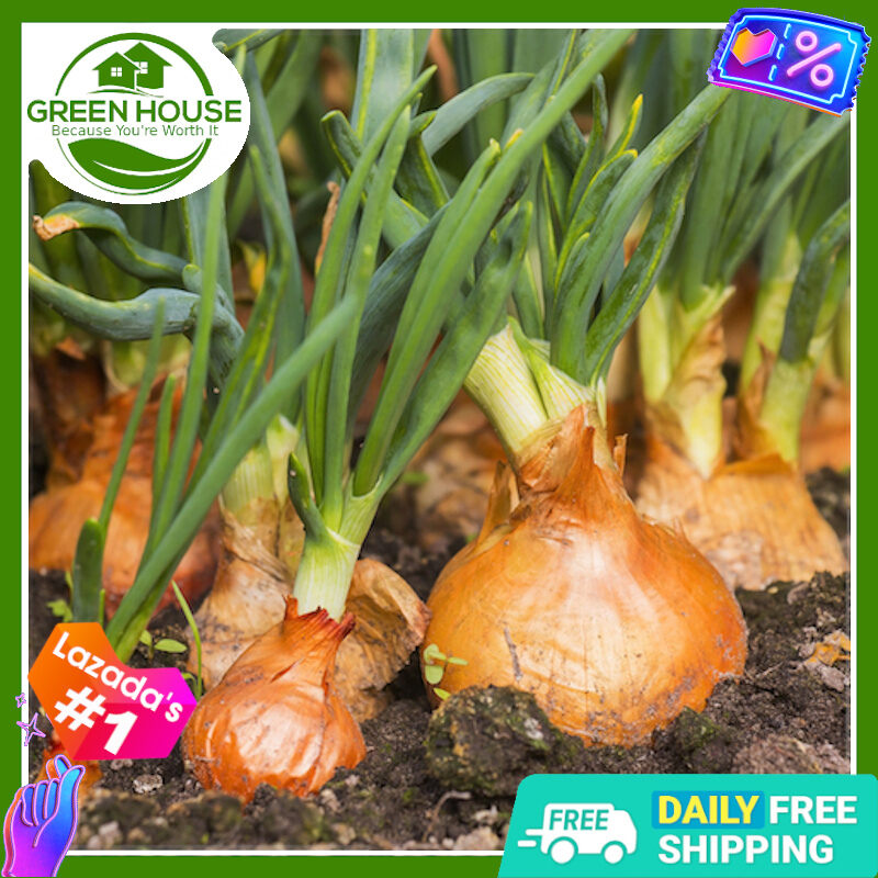 Green House Yellow Onion Hybrid Seeds with FREE Fertilizer & Instructions