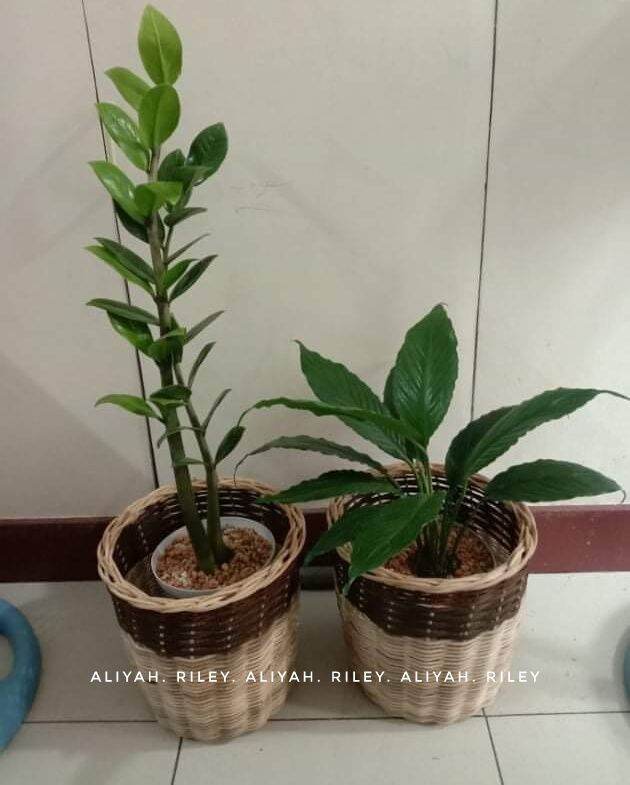 MEDIUM ‼️ Planters Rattan Baskets Handwoven Native Storage Rattan Pots