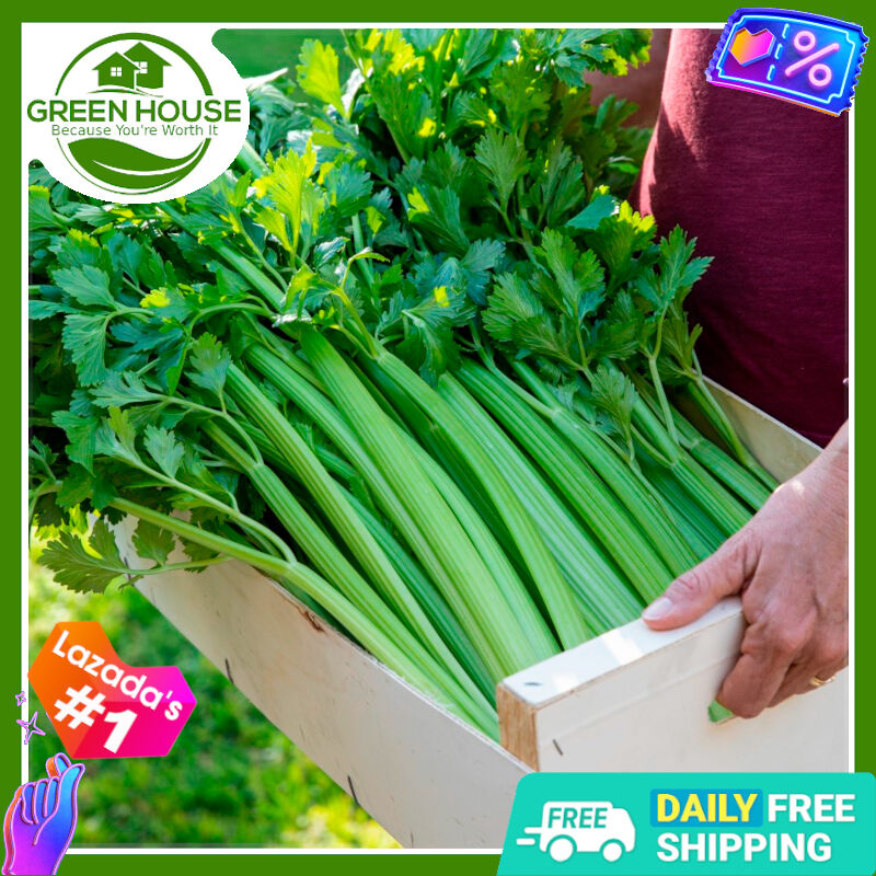 Celery Seeds with FREE Fertilizer & Planting Instructions, Tall Utah