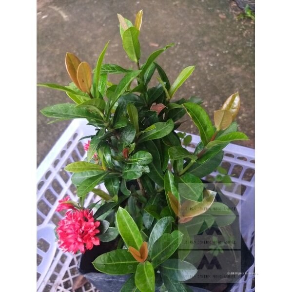 Cherry Santan dwarf size | Lazada PH