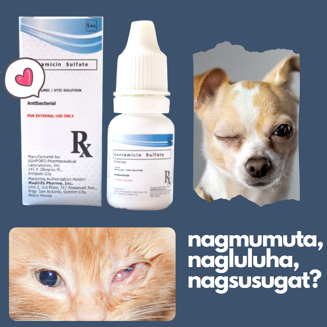 Genta Eye Drops for Pets Dogs Cats Conjunctivitis, Redness, Cloudy Eyes ...
