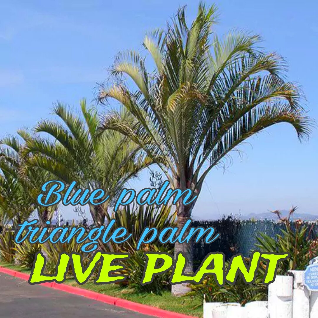 potting mix for succulent plants Organic Succulent and Cactus Soil Mix