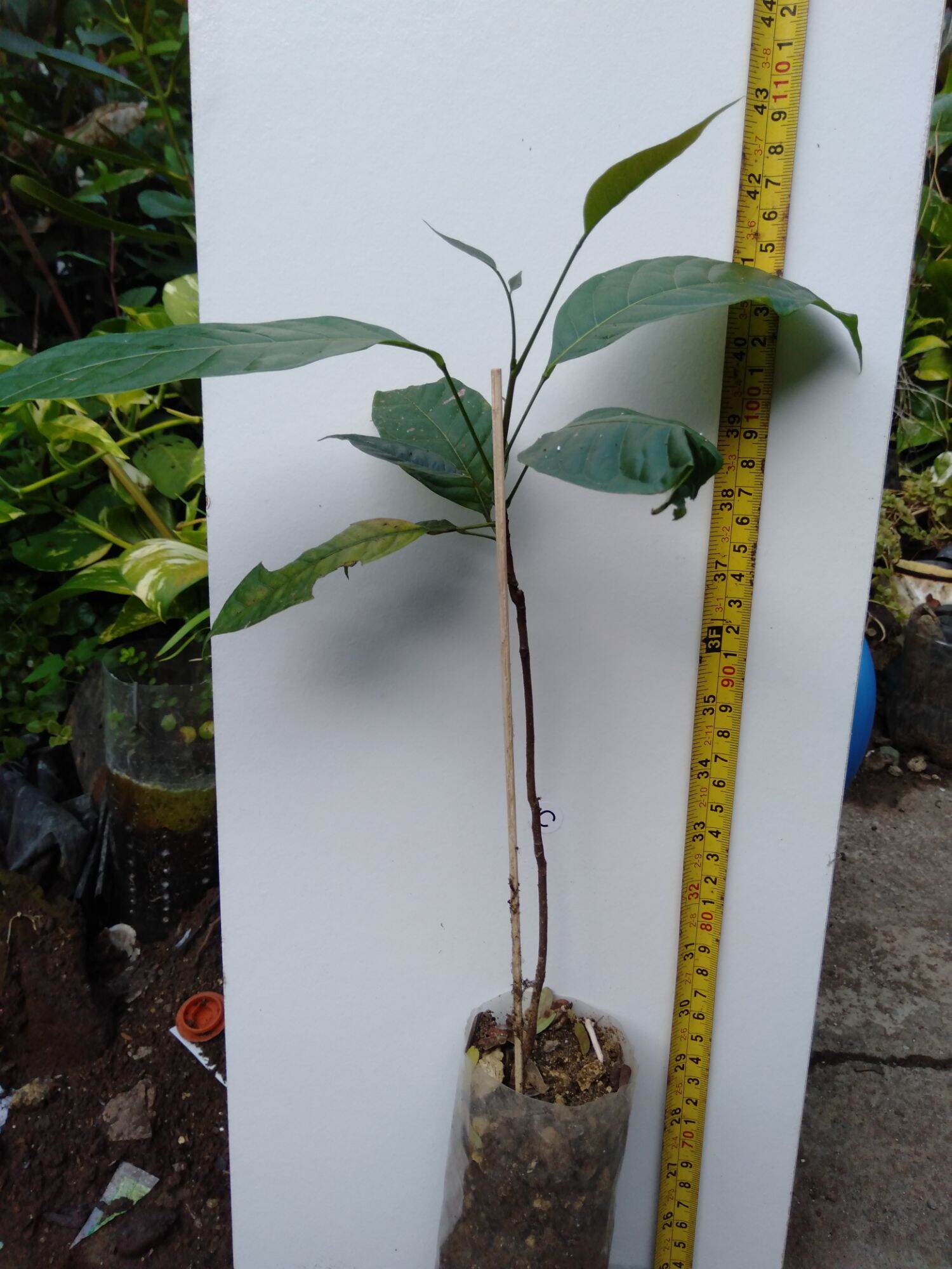 Mahogany seedling, 56 inches tall Lazada PH