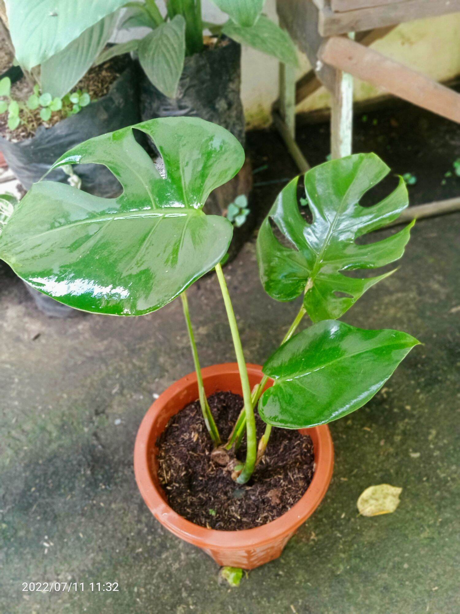 philodendron silver lady Scindapsus Silver Lady