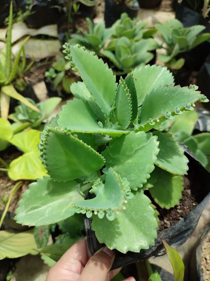 Kataka taka Plant with FREE fertilizer and free Pot Lazada PH