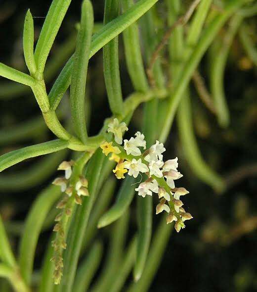 Schoenorchis Micrantha White - Orchid Type | Lazada PH