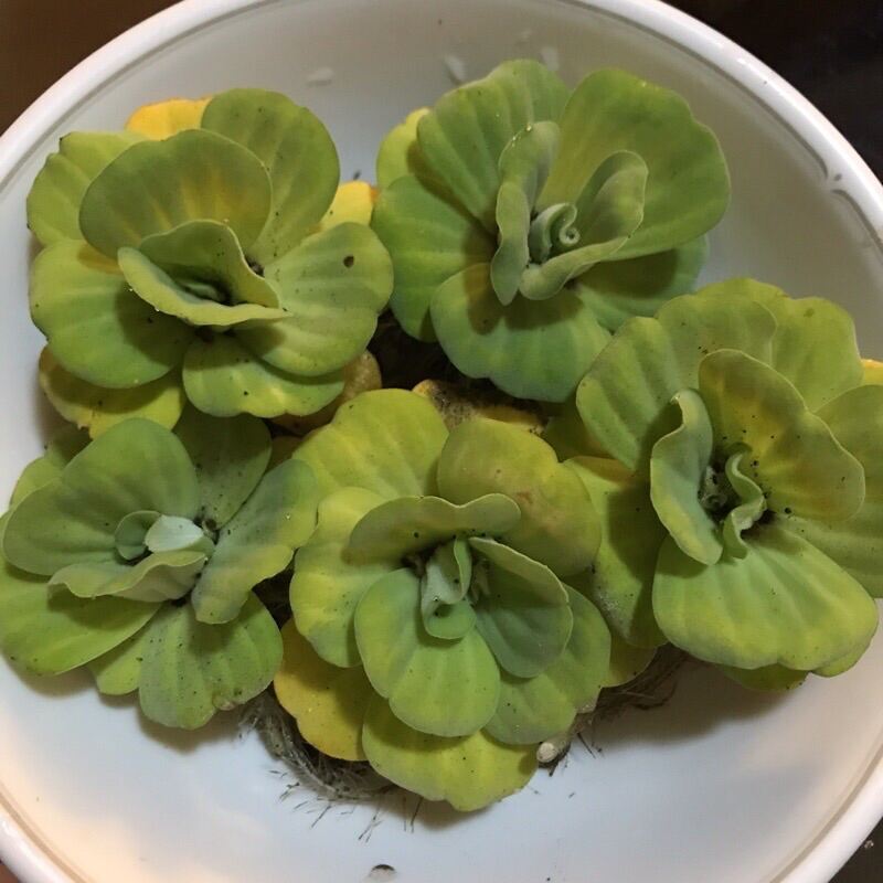 Water Lettuce Aquatic Quiapo Plant 1pc (Live & Rooted) Lazada PH