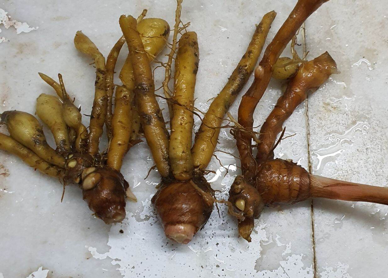 fingerroot-or-chinese-ginger-taste-like-ginseng-thailand-origin-has