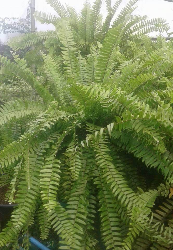 Peruvian Fern,, ,,, fully rooted,,pick up only.. 