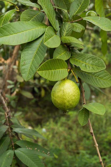 Guava Leaves Dahon Ng Bayabas Dahon Dahon Leaves 500 Grams Lazada Ph