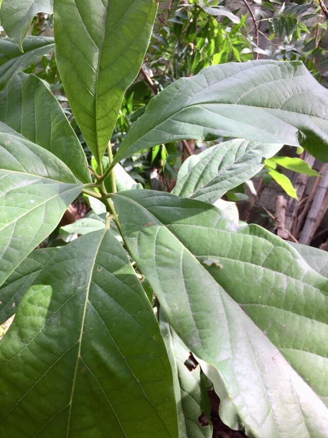 Avocado Leaves Freshly Picked | Lazada PH