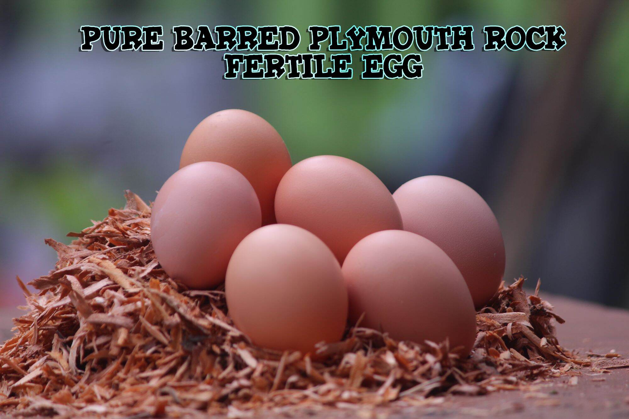 Fertile Egg Pure Barred Plymouth Rock / Heritage chicken eggs (6pcs