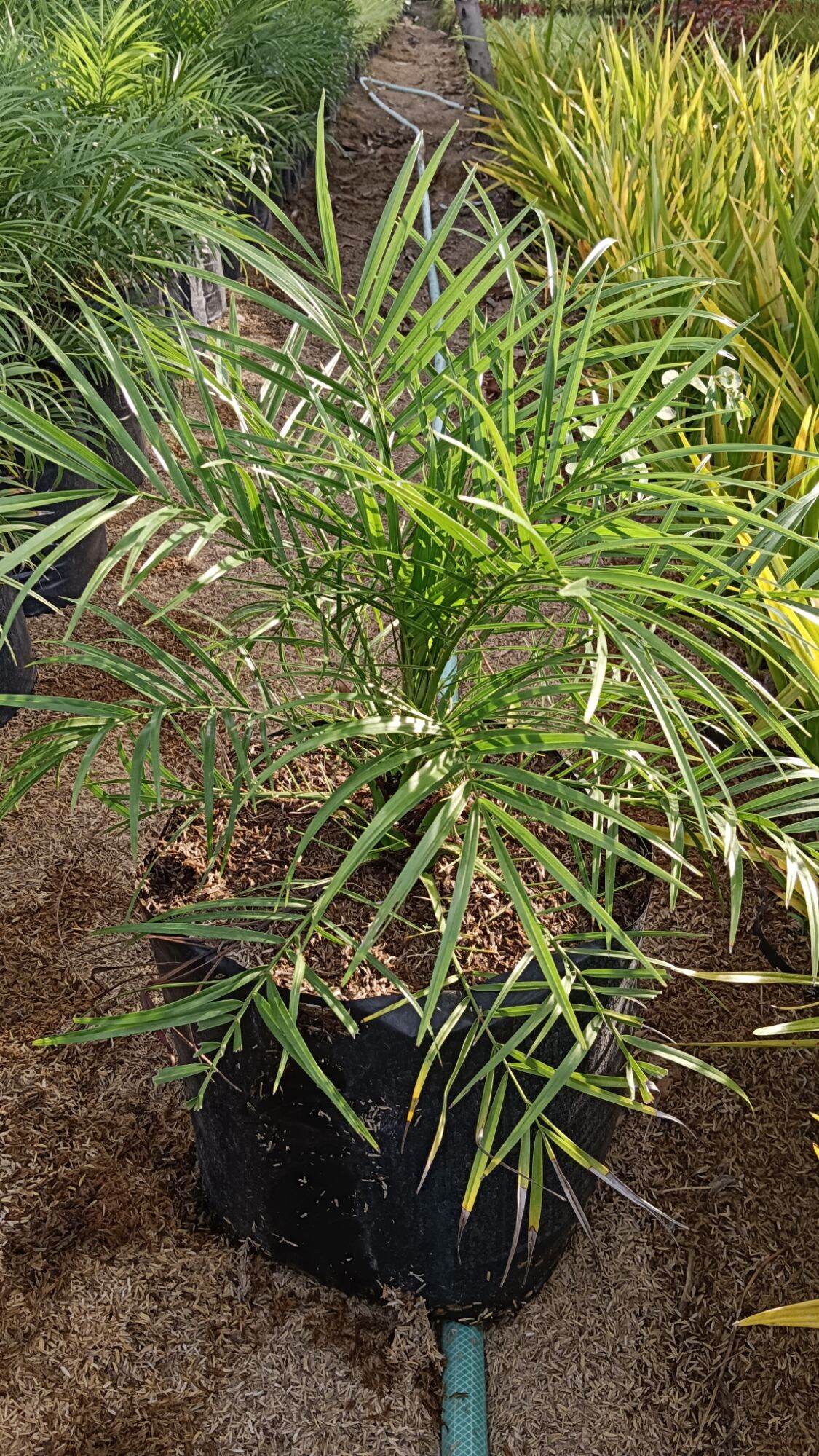 Phoenix Palm. 