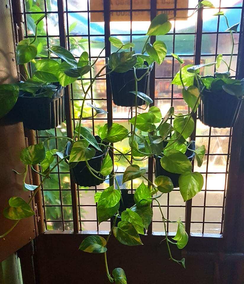 Live Plant Golden Pothos In Small Hanging Pot Marbel Queen Pothos Trailing Plant Indoor Plant 8887