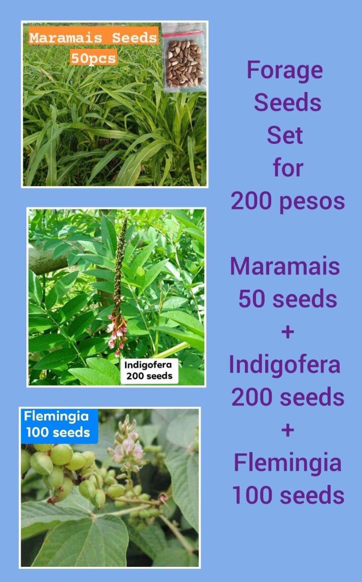 Forage Seeds Set/ Geukdong Ph/ Maramais 50 seeds+ Indigofera 200 seeds